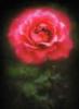 آواتار Rose01 آواتار Rose01